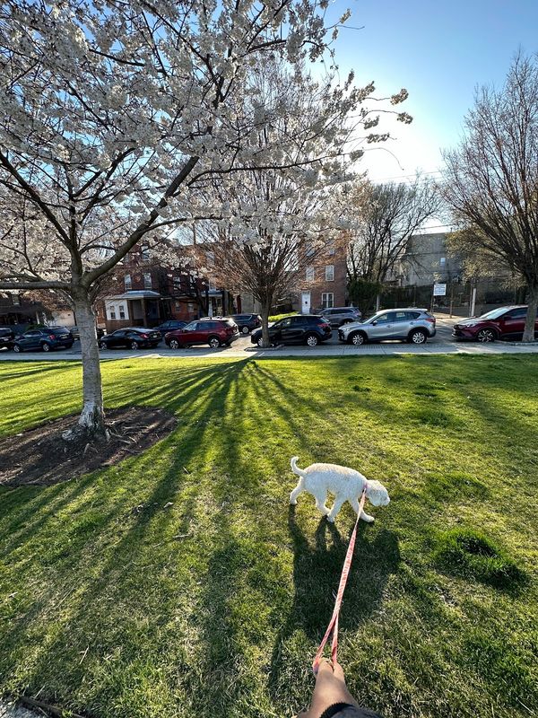Drexel Park (lansdowne)